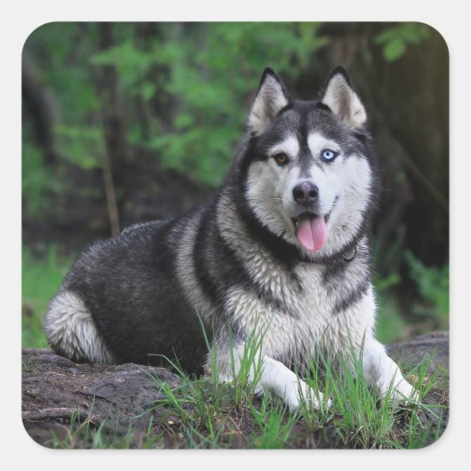 Hallo Siberische Husky Puppy Dog - Vierkante Sticker (Voorkant)
