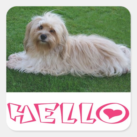 Hallo Sticker Havanese Puppy Dog (Voorkant)