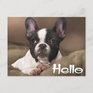 Hallo Terrier Puppy Dog Thinking of You Briefkaart
