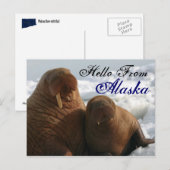 Hallo Uit Alaska Walrus Post Kaart (Voorkant / Achterkant)