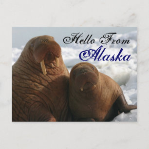 Hallo Uit Alaska Walrus Post Kaart