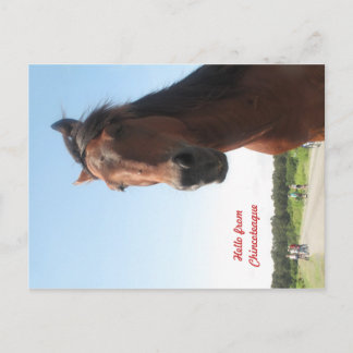 hallo uit Chincoteague Briefkaart