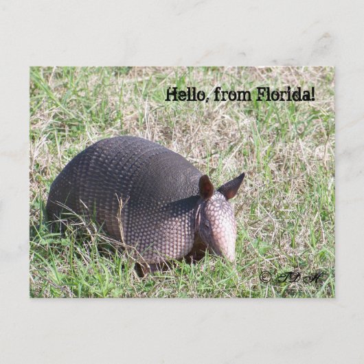 hallo uit Florida! Briefkaart (Voorkant)