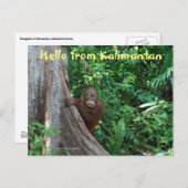 hallo uit Kalimantan Borneo Indonesia Briefkaart (Voorkant / Achterkant)