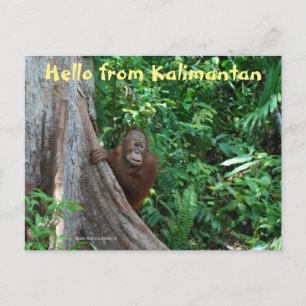hallo uit Kalimantan Borneo Indonesia Briefkaart