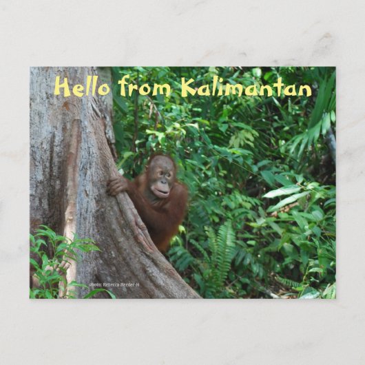 hallo uit Kalimantan Borneo Indonesia Briefkaart (Voorkant)
