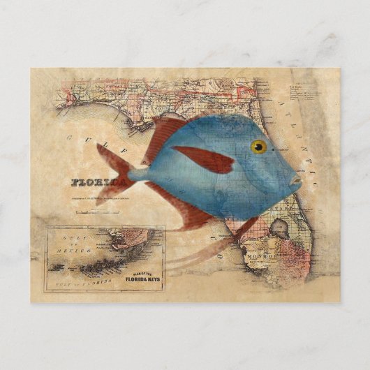 Hallo - van Florida Briefkaart (Voorkant)