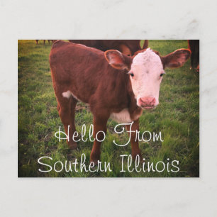 hallo van het Briefkaart Southern Illinois Calf