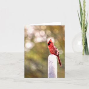 Hallo Van Mr. Cardinal Note Kaart