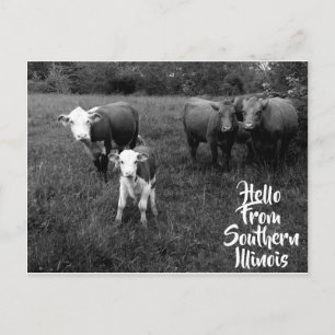 hallo van Southern Illinois Briefkaart w Cattle