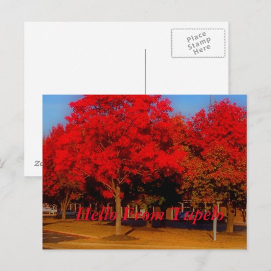 hallo van Tupelo Briefkaart (Voorkant / Achterkant)