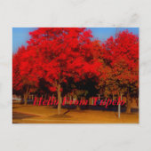 hallo van Tupelo Briefkaart (Voorkant)