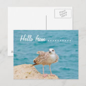 hallo van.......Zeemeeuw Briefkaart (Voorkant / Achterkant)