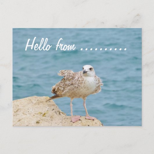 hallo van.......Zeemeeuw Briefkaart (Voorkant)