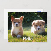 hallo Welsh Pembroke Corgi Puppy Dog Briefkaart (Voorkant / Achterkant)