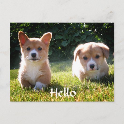 hallo Welsh Pembroke Corgi Puppy Dog Briefkaart (Voorkant)