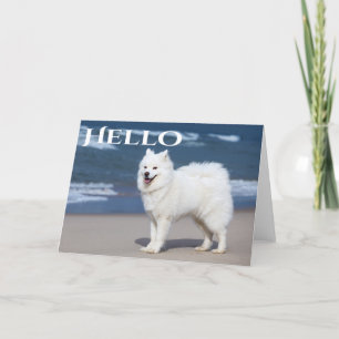 Hallo White Samoyed Puppy Dog - Kaart