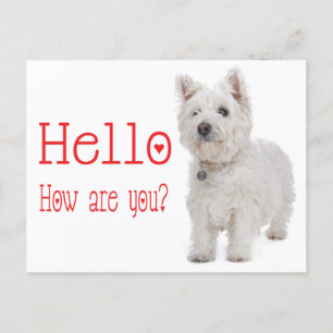 hallo White West Highland Terrier Puppy Dog Briefkaart