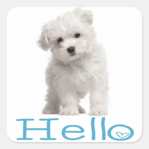 Hallo Witte Maltezer Puppie Hond Blauwe Hart Vierkante Sticker