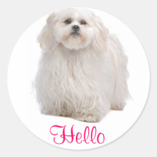 Hallo Witte Shih Tzu Puppy Hondengroet Stickers