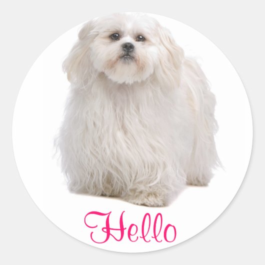 Hallo Witte Shih Tzu Puppy Hondengroet Stickers (Voorkant)