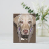 hallo Yellow Labrador Briefkaart (Staand voorkant)