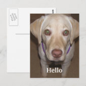hallo Yellow Labrador Briefkaart (Voorkant / Achterkant)