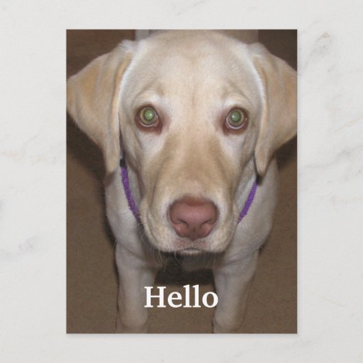 hallo Yellow Labrador Briefkaart (Voorkant)