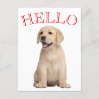 hallo Yellow Labrador Retriever Puppy Dog