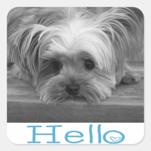 hallo Yorkshire Terrier Puppy Dog Greeting Sticker