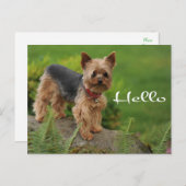 hallo Yorkshire Terrier Puppy Dog Post Card Briefkaart (Voorkant / Achterkant)