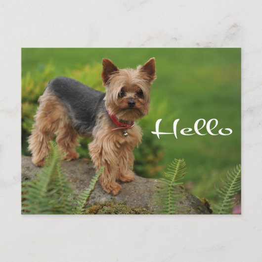 hallo Yorkshire Terrier Puppy Dog Post Card Briefkaart (Voorkant)