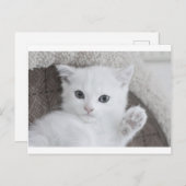 "Hallo!" zegt dit mooie witte baby. Briefkaart (Voorkant / Achterkant)