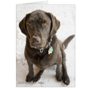 Hallo Zoete Labrador Retriever Besneeuwd