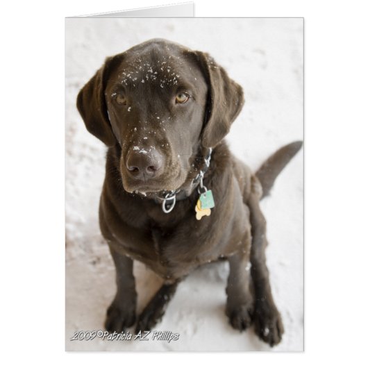 Hallo Zoete Labrador Retriever Besneeuwd (Voorkant)