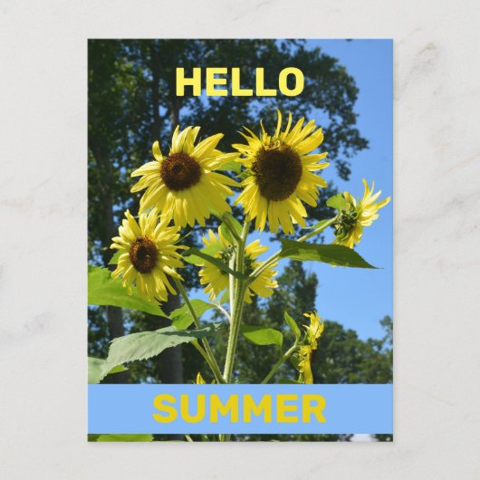Hallo Zonnebloem Briefkaart (Voorkant)