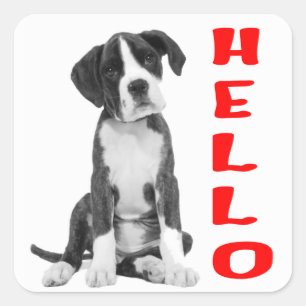 Hallo Zwart-wit Boxer Puppy Dog Rood Vierkante Sticker