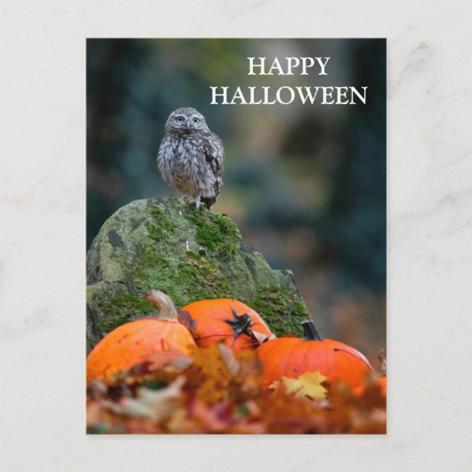 Halloween avond met heksenuil vleermuizen briefkaart (Voorkant)
