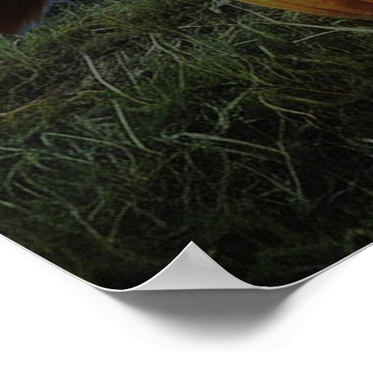 Halloween Bewitched Cat Poster (Hoek)