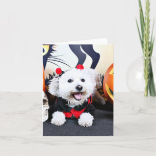 Halloween - Bichon Frise - Andi Kaart