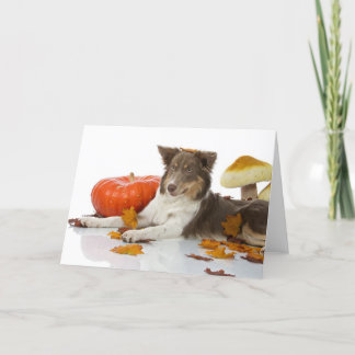 Halloween border collie kaart