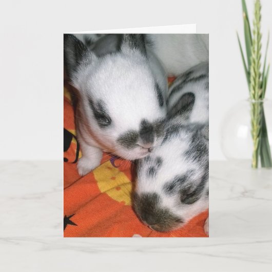 Halloween Bunnies Kaart (Voorkant)