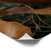 Halloween Calico Kitten Zittend in een Pompoen Perfect Poster (Hoek)