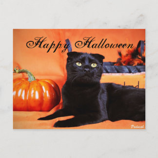 Halloween Cat Briefkaart