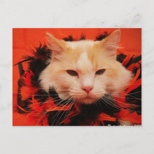 Halloween Cat Briefkaart