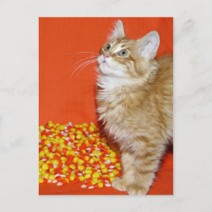 Halloween cat briefkaart