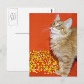 Halloween cat briefkaart (Voorkant / Achterkant)