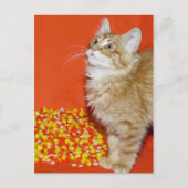 Halloween cat briefkaart (Voorkant)