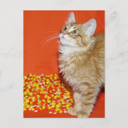 Halloween cat briefkaart (Voorkant)