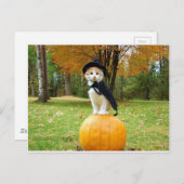Halloween Cat op een Oranje pompoen Briefkaart (Voorkant / Achterkant)